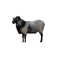 Romanov sheep