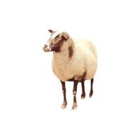 Romney sheep | Types of Sheep Breeds with Names