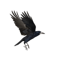 Rook | Flying Birds Names