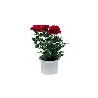 Rose | Plants and Their Names