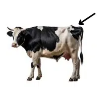 Rump  | Parts of Cow with Names in English 