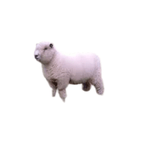 Ryeland sheep