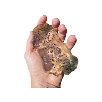 Salamander egg