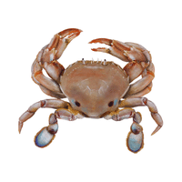 Sand Crab | Types of Crabs with Names in English