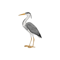 Sandhill Crane