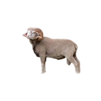 Santa Cruz sheep
