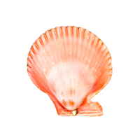 Scallop egg | Types of Eggs with Names in English