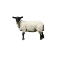 Scottish Blackface sheep | Types of Sheep Breeds with Names