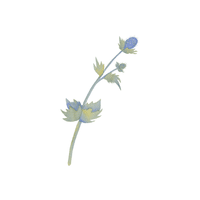 Sea Holly