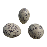 Seagull egg