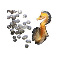 Seahorse egg