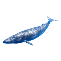 Sei Whale