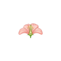 Sepal | Parts of Flowers with Names
