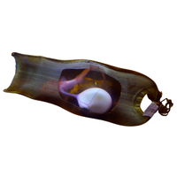 Shark egg | Types of Eggs with Names in English