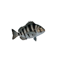 Sheepshead