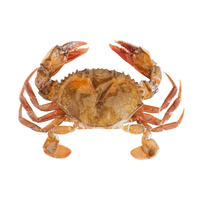 Shell Crab