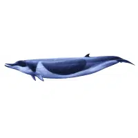 Shepherd Whale | Types of Whales with Names in English
