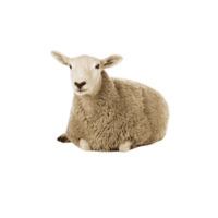 Shetland sheep | Types of Sheep Breeds with Names