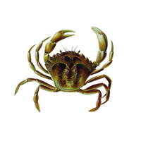Shore Crab | Types of Crabs with Names in English
