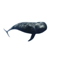 Short Whale | Types of Whales with Names in English