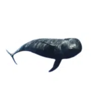 Short Whale | Types of Whales with Names in English