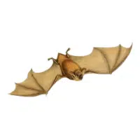 Short-tailed bat | Types of Bats Breeds with Names