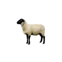 Shropshire sheep | Types of Sheep Breeds with Names