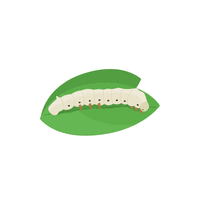 Silkworm | Insects with Names