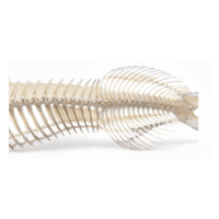 Skeleton