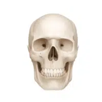 Skull | Parts of Body with Names in English