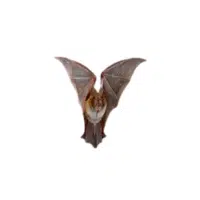 Slit-faced bat