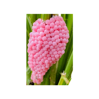 Snail egg | Types of Eggs with Names in English