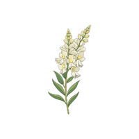 Snapdragon | Plants and Their Names