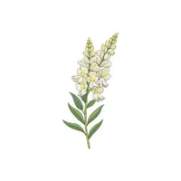 Snapdragon | Plants and Their Names