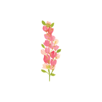 Snapdragon | Flowers Names in English