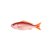 Snapperfish