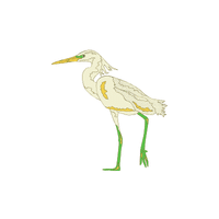 Snowy Egret | Water Birds Names