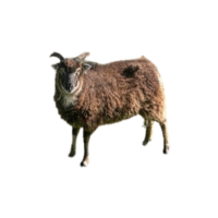 Soay sheep | Types of Sheep Breeds with Names