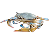 Soft-Shell Crab | Types of Crabs with Names in English
