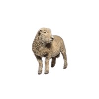 Southdown sheep | Types of Sheep Breeds with Names