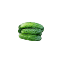 Spacemaster Cucumber | Types of Cucumbers with Names
