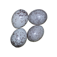 Sparrow egg | Types of Eggs with Names in English