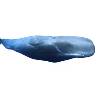 Sperm Whale | Types of Whales with Names in English