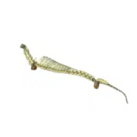Spine 