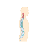Spine Surgeon | Types of Doctors with Names