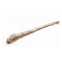 Spine
