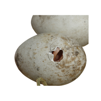 Spoonbill egg