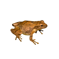 Spring Peeper | Types of Frogs with Names