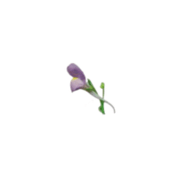 Spur | Parts of Flowers with Names