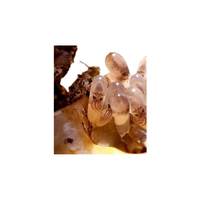 Squid egg